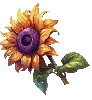 Símbolo de Girasol de Hungry Wolf